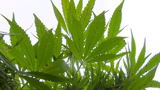 Sklizeň konopí v Jihlavě