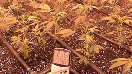 Český zemědělec chtěl ovládnout polský trh s drogami