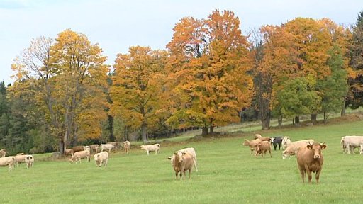 Louky v NP Šumava si pronajmou farmáři