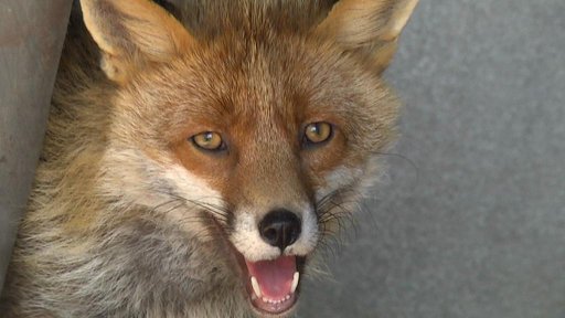 Ze záchranné stanice pro divoká zvířata Archa v Liberci utekl poloochočený lišák