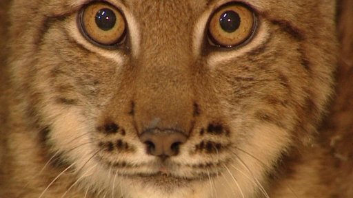 Na Šumavě zachránili zraněného rysa