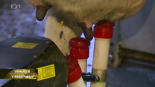 Na farmě v Zárybničné Lhotě dojí krávy počítač