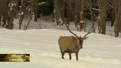 Za pozorování jelenů se bude platit