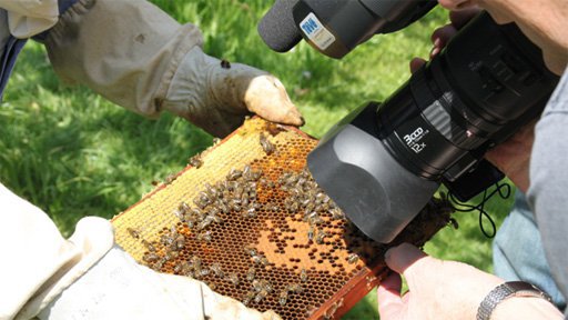 Výstava o včelách