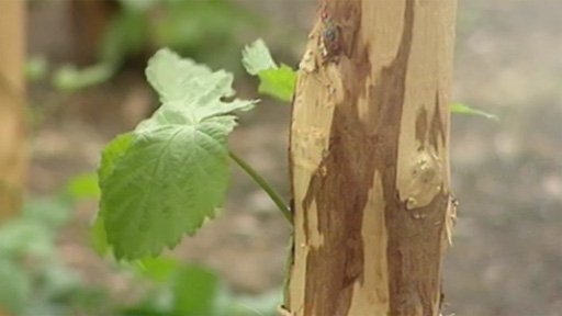 Cyklostezka mezi chmelnicemi