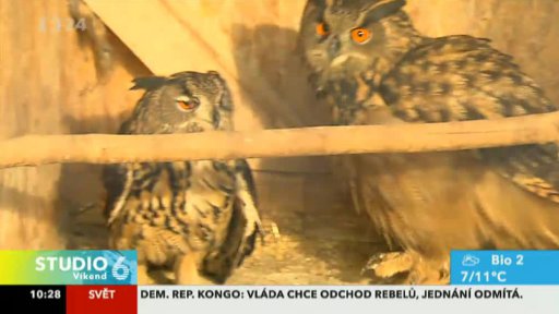 Záchranné stanice pro zraněná zvířata