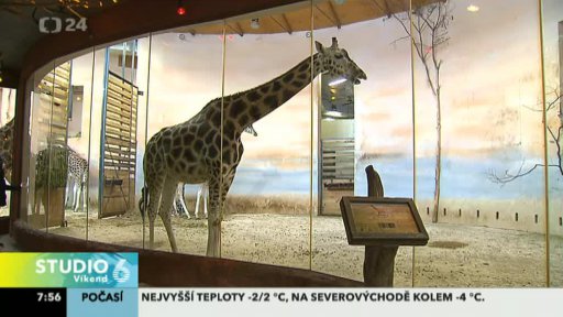 Pražská ZOO o Vánocích