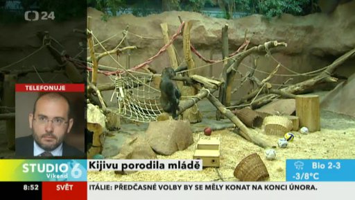 Kijivu porodila mládě