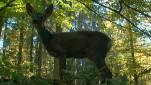 Černý trh se zvěřinou