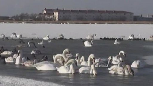 Evropu sužuje mráz