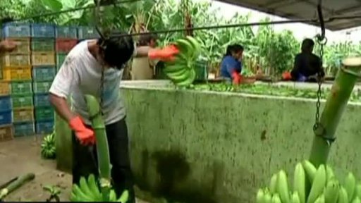 Bolívie: banány místo koky