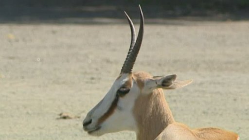 Vyloučení zoo ve Dvoře Králové ze světové asociace