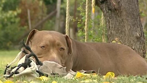 Slovenský spor o bojové psy