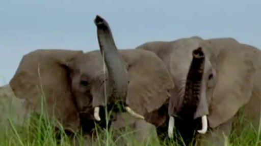 Keňa: sloni v ohrožení