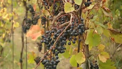 Kde se poprvé pěstovalo víno?