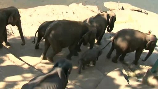 Slonice ze Srí Lanky