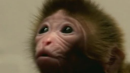 Geneticky upravené opice