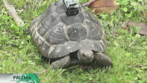 GPS sledování želv