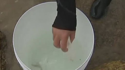 Medůzy čtyřhranky