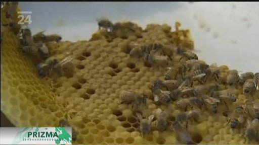 Japonsko: bojová taktika včel