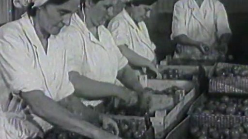 Velká úroda paprik (1956)