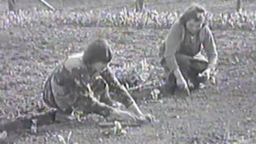 Skleníky v Lysé nad Labem (1948)