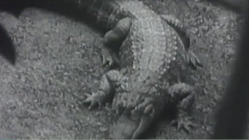 Akvárium v Berlíně (1957)