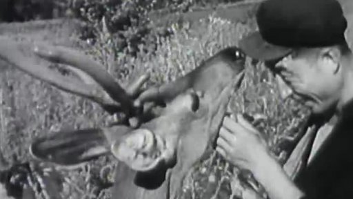 Jelení parohy a hadí jed (1963)