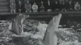 Delfinárium v Hamburku (1971)