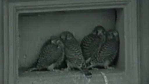 Hrdlička zahradní a poštolky v Praze (1973)