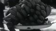 Banánové plantáže v Guinei (1959)