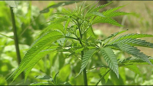 Legalizace marihuany pro léčebné účely