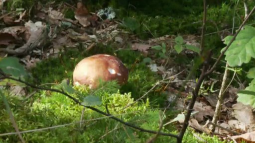 Vycházky s Václavem Chaloupkem: Září