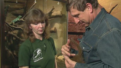 Mangusta hledá kamaráda