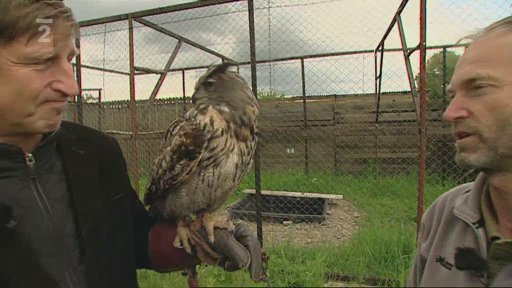 Čekání na čisté peří