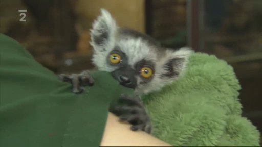 Cipísek z Madagaskaru