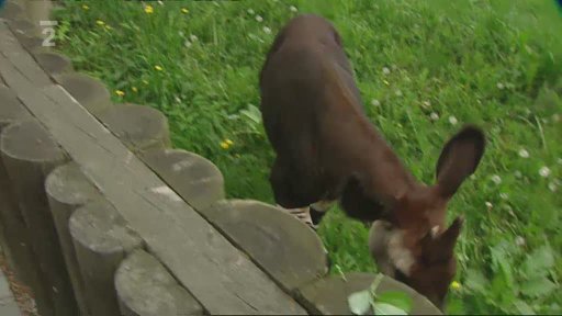 Živoucí svědek třetihor