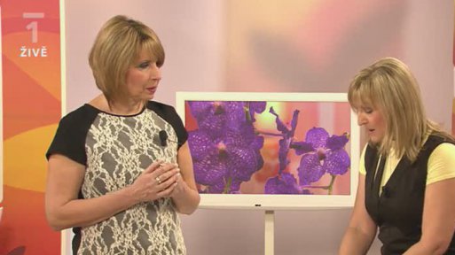 Styl - výběr make-upu - Marie Mandelíková