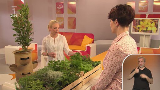 Zahrádka aktuálně - venkovní výsadba - Bc. Zuzana Pencová