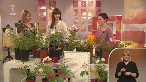 Růže - Hana Veselá