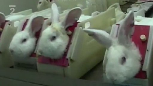 Testování kosmetiky na zvířatech