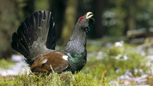 Pták roku 2012: tetřev hlušec