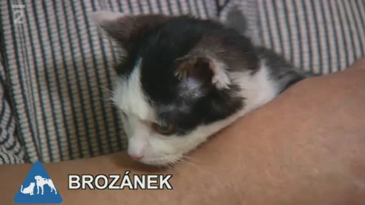 Nabídka koček: Azyl pro opuštěné kočky Lucky