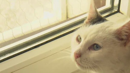 Miniseriál: Rozumíte svému zvířeti?