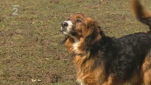 Nabídka psů - Psí domov Lukavice u Rychnova nad Kněžnou