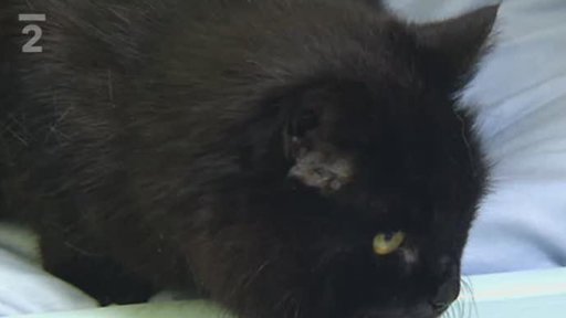 Nabídka koček: Útulek Bona