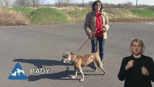 Nabídka psů z útulku Lesan