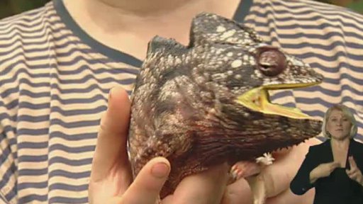 Miniseriál s Natašou Velenskou z pražské zoo: „Jako ta zvířata?"