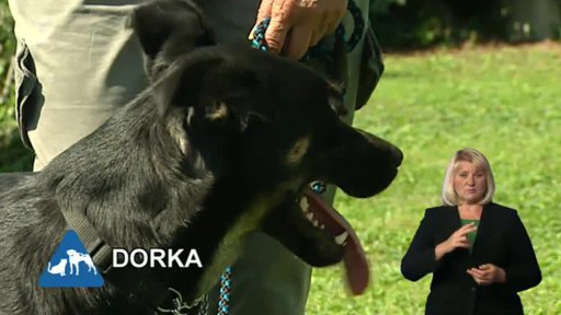 Nabídka psů: Útulek Psí domov