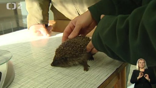 Našli jsme ježka. Co s ním?